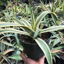 Image result for Agave americana