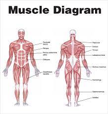 By grouping your workout you only have to train with weights 3 days a week. Free 7 Sample Muscle Chart Templates In Pdf