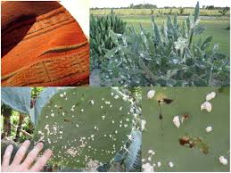 Need to translate cactus to spanish? Indian Fig Cactus Opuntia Ficus Indica L Miller In The Americas An Uncertain History