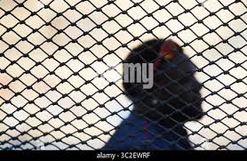 Image result for tbn:0DAOHh2-xx0FjM::www.3roos.com/postsimages/d60e3afe16044b303e40d5e60727bae6.jpg