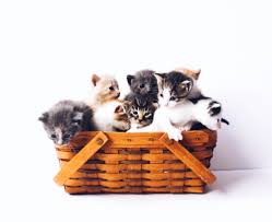 Here is a list of common safe and toxic foods that will give you recommended cooked vegetables for your cat's consumption are asparagus, zucchini, and sweet potato as they aid in maintaining a healthy digestive. Cats Are Like Potato Chips You Can T Have Just One By Nancy Parish The Haven Nov 2020 Medium