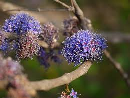 Image result for Memecylon rovumense