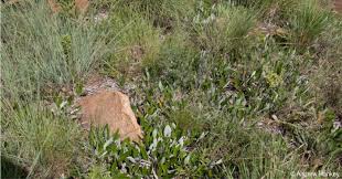 Image result for Parinari capensis