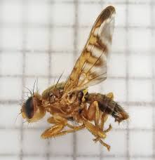 Image result for Cyathula cylindrica