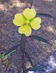 Image result for Ludwigia octovalvis