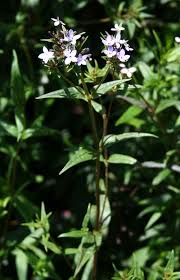 Image result for Conostomium natalense