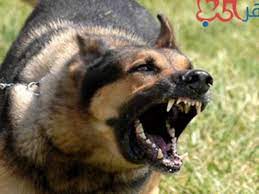 نباح الكلاب اصوات الكلاب youtube