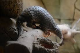 Whereas displaying the seizures to newsmen in lagos, the controller common of customs (cgc), col. Plight Of The Pangolins What Does The Future Hold For This Rare And Reclusive Animal The Independent The Independent