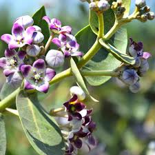 Image result for Calotropis gigantea