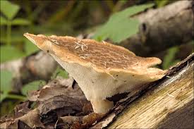 Image result for Polyporus pendulus