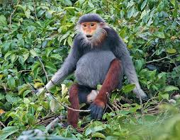 Image result for Pycreus nitidus