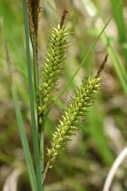 Image result for Carex tricholepis