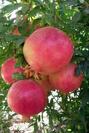 Pin De Linda Mcguire Em Nature Frutas Jardim De Frutas Frutas Tropicais