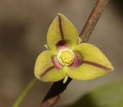 Image result for Glyphaea tomentosa