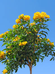 Image result for Allamanda