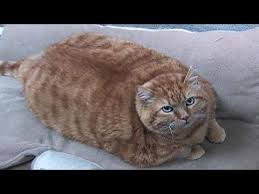 Try Not To Laugh Challenge Funny Cats And Dogs Try Not To Laugh Impossible Challenge Hardest Ever Cats And Dogs Youtube In 2020 Cat And Dog Videos Cat Furry Funny Cat Pictures