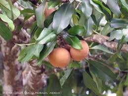 Image result for Manilkara sansibarensis