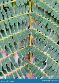 Image result for Albizia procera