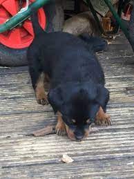 Check spelling or type a new query. Rottweiler Puppies For Sale Lubbock Tx 110031
