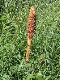 Image result for Hedbergia