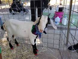 Bouncy house, lots of food, a motorized kid tractor and our petting zoo made for a fun filled day!￼￼. Ewe Pet Mobile Petting Zoo Pony Ride Parties Dallas Usa Events Animals Holidify