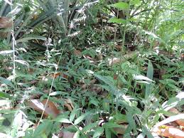 Image result for Oplismenus compositus