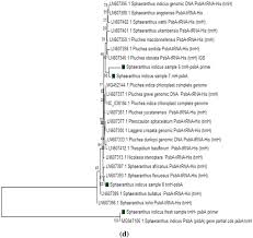 Image result for Sphaeranthus flexuosus