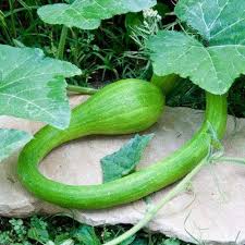 Unfortunately, hundreds of other genetically modified foods are in development. 25 Climbing Zucchini Trombocino Zucchetta Rampicante Italian Trombon