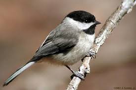 Birds Of A Feather New Vegas Carolina Chickadee Riverwalk Bird Of The Week Birds Chickadee Bird