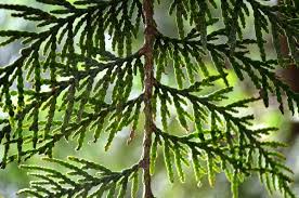 Image result for Cupressaceae