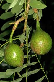 Image result for Cordyla africana