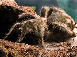 These spiders can easily eat frogs, lizards and birds. Goliath Bird Eating Spider Theraphosa Blondi About Animals