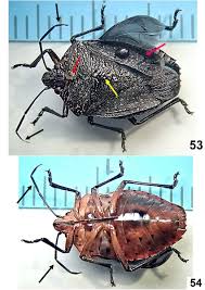 Image result for Pellaea angulosa