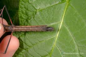 Image result for Pseudopod Ospermum