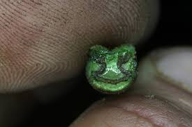 Image result for Pteris muricella