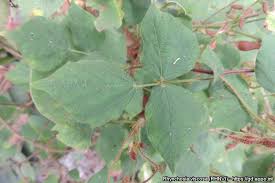 Image result for Rhynchosia viscosa