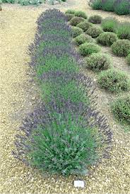 Blooms from mid to late summer. Lavender Care Downderry Nursery