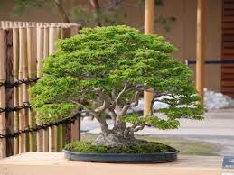 The tree stands only 6″ tall from the soil with 7/8″ trunk and 3 nebari. Acer Palmatum Shishigashira Bonsai Youtube