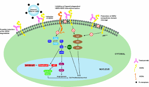 Sep 04, 2008 · herceptin (chemical name: Trastuzumab In The Treatment Of Breast Cancer Springerlink
