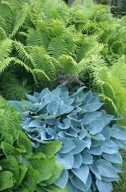 Showy Shade Garden Ideas The Garden Glove Shade Garden Shade Plants Shade Garden Plants