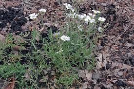 Image result for Cerastium octandrum