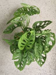 Foto Arjen 7 8 2019 Doorwerth 4135 Blad Van Monstera Adansonii Monkey Mask Plantas