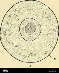 Plastids - Different Types Of Plastids And Their Functions In Plants Cell