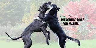 When dogs mate there are three phases, the final phase being unique to their . How To Introduce Dogs For Mating For Dog Breeders