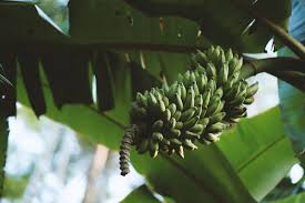 An aphid's mouth contains two specialized tubes, a food canal and a salivary duct. How To Grow A Banana Tree Garden And Happy