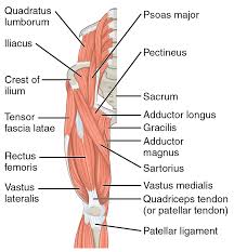 The single bone in the thigh is called the femur.this bone is very thick and strong (due to the high proportion of bone tissue), and forms a ball and socket joint at the hip, and a modified hinge joint at the knee. 2 Muscles Of The Thigh Simplemed Learning Medicine Simplified