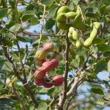 In the ground in warm areas of the usa however, they reach only about 60 feet. Buy Manila Tamarind Seedling Fruit Live Plant Online Greens Of Kerala