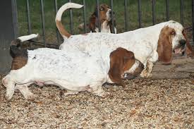 Looking for a basset hound puppy or dog in north carolina? Huggable Bassets Family Breeder Of Purebred Basset Hound Puppys For Sale For Pets
