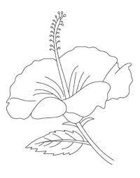 Kembang sepatu atau bunga sepatu adalah tanaman semak yang tumbuh di daerah tropis dan subtropis yang sering digunakan sebagai tanaman hias. 15 Gambar Sketsa Bunga Sepatu Paling Cantik Bingkaigambar Com