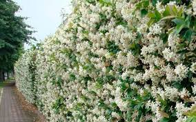 Amano i luoghi soleggiati e il terreno ricco di sostanza organica. Quali Sono I Fiori Che Ci Annunciano L Arrivo Della Primavera Il Tuo Giardiniere A Milanoil Tuo Giardiniere A Milano